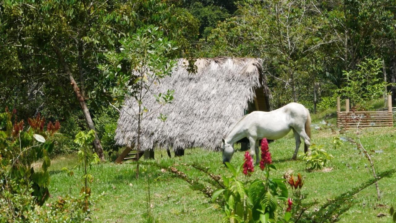 La Perla Negra - Black Pearl Eco Hostel San Rafael (Antioquia) Exterior foto